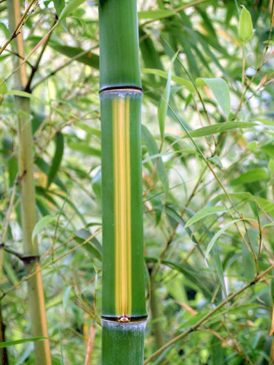 その他 bamboo Phyllostachys vivax f. aureocaulis (Golden Timber Bamboo)